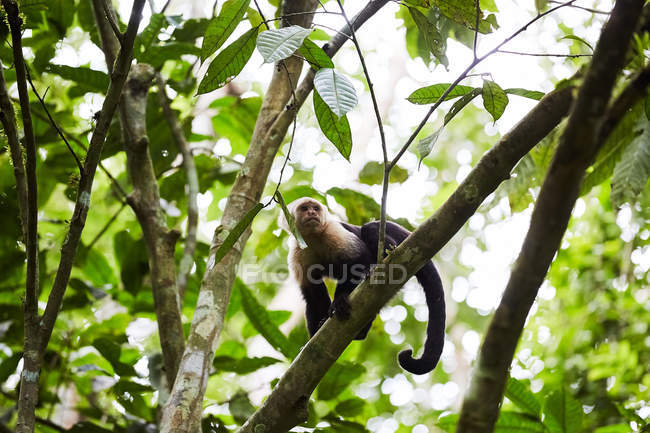 Singe drôle assis sur un arbre de jungle — Photo de stock