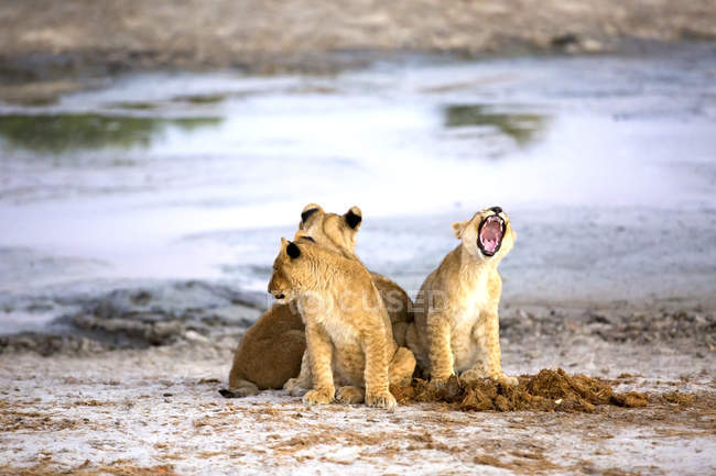 Милые львиные детеныши мяукают, сидя у воды в саванне Ботсваны, Африка — стоковое фото