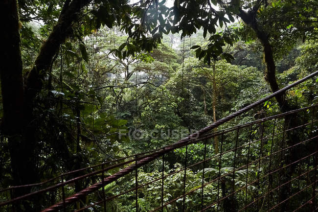 Зеленые деревья в чудесных джунглях, Коста-Рика, Центральная Америка — стоковое фото