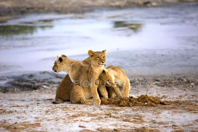 Adorables cachorros de león sentados cerca del agua en Botswana savanna, Africa - foto de stock