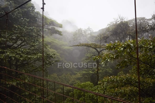 Ponte suspensa na floresta tropical nebulosa, Costa Rica, América Central — Fotografia de Stock