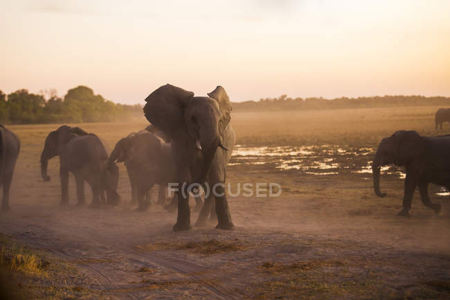 Branco di elefanti che camminano sul suolo della savana al tramonto in Botswana, Africa — Foto stock