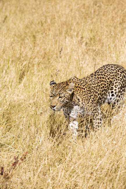 Leopardo che cammina in erba secca in savana nella giornata di sole in Botswana, Africa — Foto stock