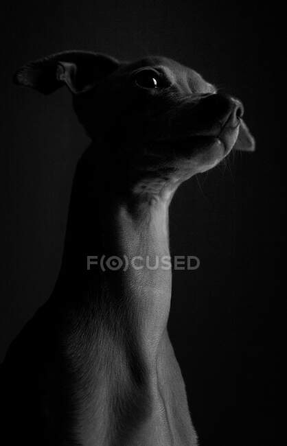 Retrato de estudio de un perrito galgo italiano. Amistoso y divertido - foto de stock
