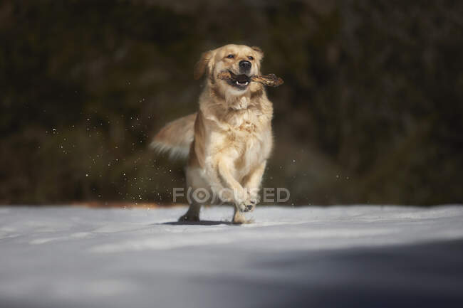 Golden retriever playing with a stick in snow — Stock Photo
