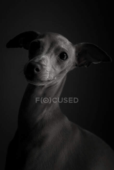 Studio portrait of little italian greyhound dog. Friendly and fun — Stock Photo