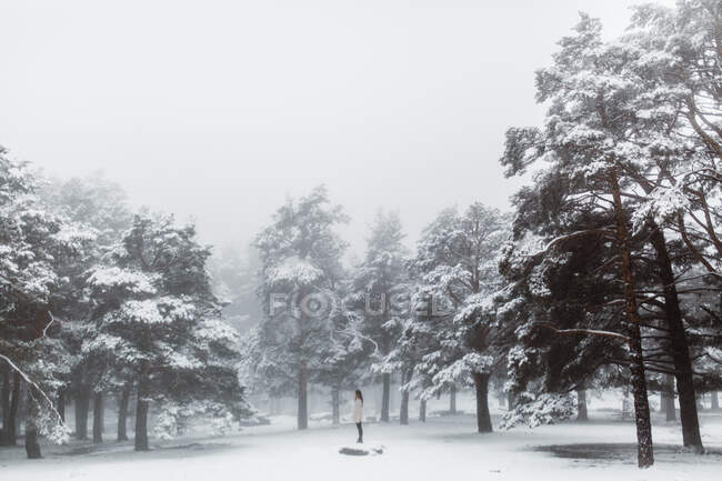 Vista lateral de la mujer con paraguas de pie en el camino nevado bajo el árbol en la naturaleza de invierno. - foto de stock