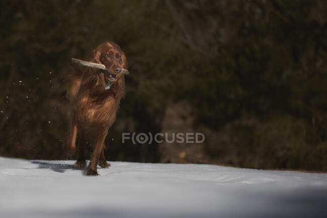 Perro jugando con palo en glade cubierto de nieve - foto de stock