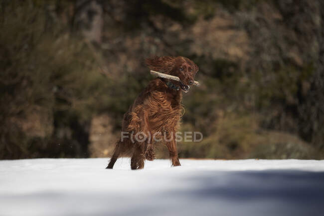 Собака грає з палицею на засніженій галявині — стокове фото