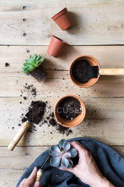 Cultivez personne plantation belle plante de cactus — Photo de stock