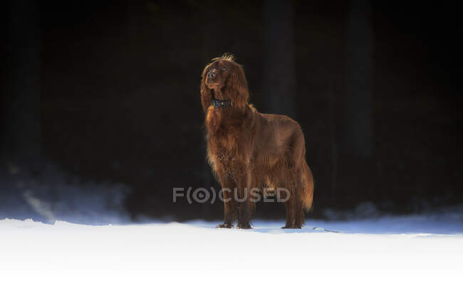 Cão de caça irlandês marrom andando no prado nevado iluminado pelo sol — Fotografia de Stock