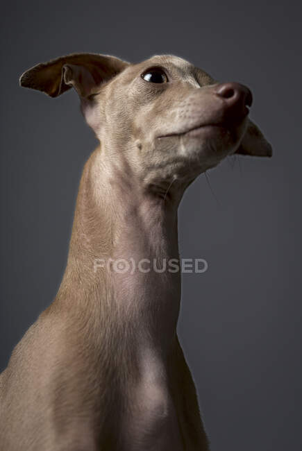 Studioporträt des kleinen italienischen Windhundes. Freundlich und lustig — Stockfoto