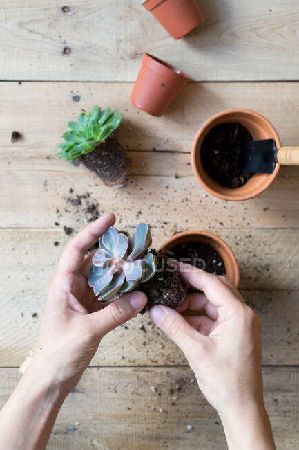 Crop person planting beautiful cactus plant — Stock Photo
