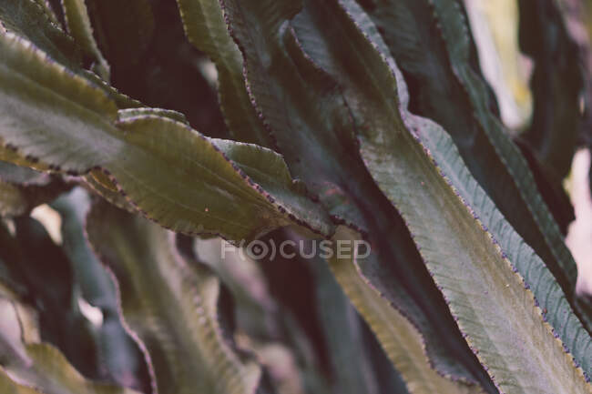 Großaufnahme-Kaktus mit hohen grünen Stängeln, die in der Natur wachsen — Stockfoto