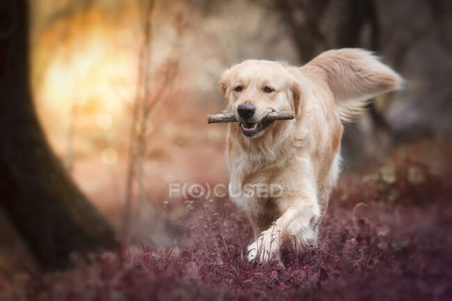 Счастливый золотистый ретривер, бегущий с пойманным во время игры палкой в челюсти на свежескошенной газоне в парке — стоковое фото