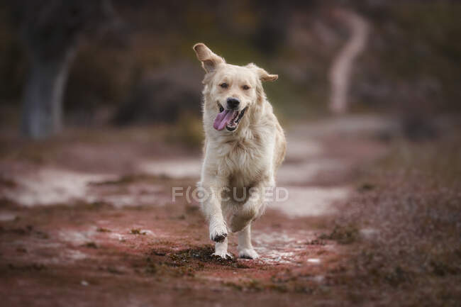Golden retriever playing and running in park — Stock Photo