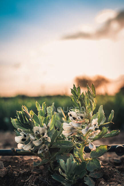 Small plant with white blooming flowers growing on the field. — Stock Photo