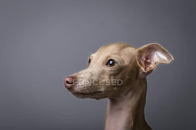 Студийный портрет маленькой итальянской борзой собаки. Дружелюбный и веселый — стоковое фото