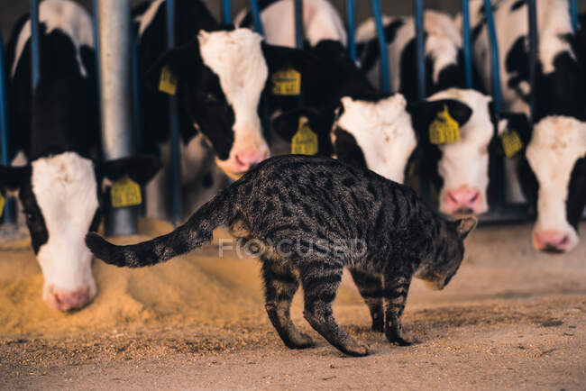 Carino gatto che cammina al recinto con piccoli vitelli in una fattoria. — Foto stock