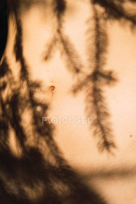 Female body with twigs shades — Stock Photo