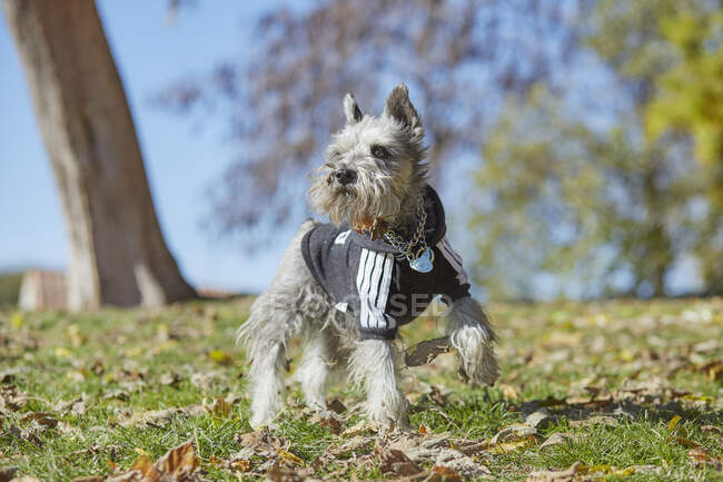 Perro pequeño corriendo en el parque de otoño - foto de stock