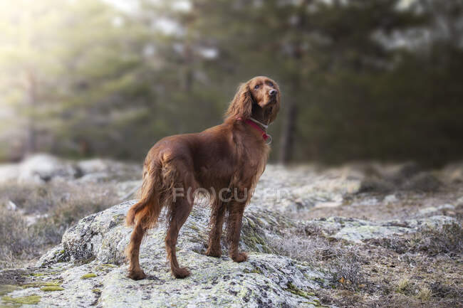 Irish Setter standing on a rock in a park — Stock Photo