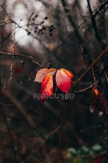 Nahaufnahme kleiner orangefarbener Blätter auf Zweigen im Wald. — Stockfoto