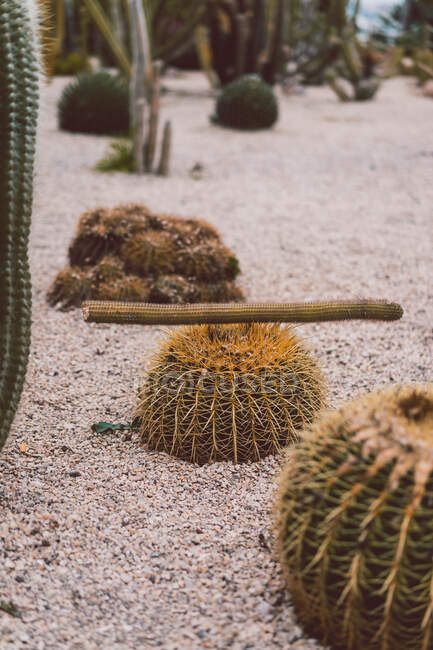 Pequeña esfera de cactus puntiagudos y tallo creciendo en suelo arenoso - foto de stock