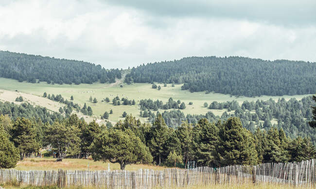 Vista sulla foresta verde che cresce su collina e recinzione rurale nella giornata nuvolosa — Foto stock