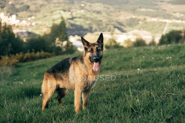 Amazing German Shepherd with its tongue sticking out standing on grass in green meadow on sunny day — Stock Photo