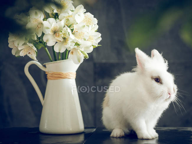 Conejo esponjoso y flores blancas en jarrón sobre fondo oscuro - foto de stock