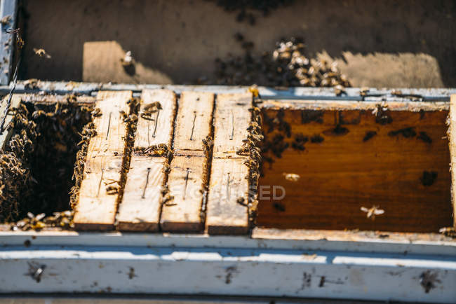 Nahaufnahme eines Honigbienenschwarms bei der Arbeit im Bienenstock — Stockfoto