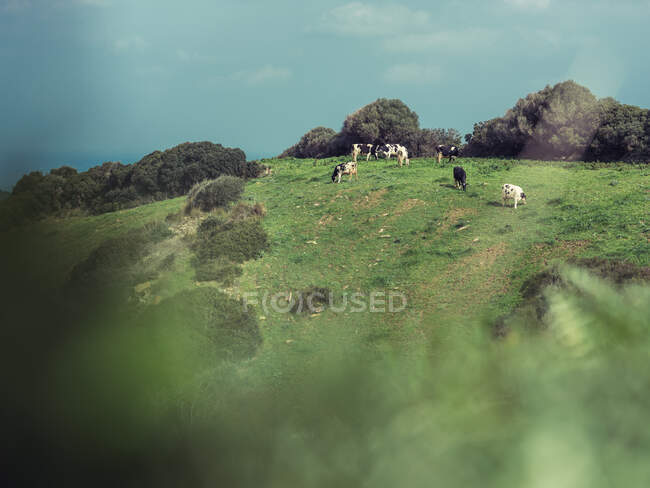 Cows grazing in the field — Stock Photo