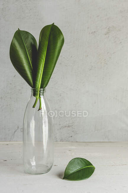 Hoja de planta tropical en el interior de una botella.Verde, salvaje, fondo - foto de stock