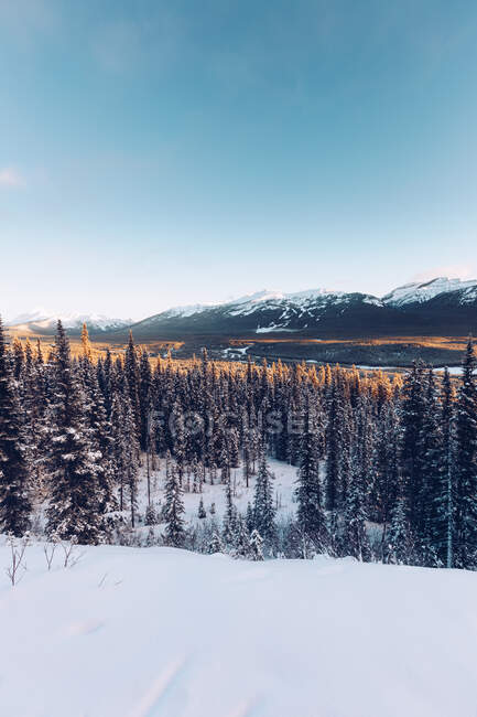 View of snowy tranquil coniferous woods in terrain with range of picturesque mountains under blue sky — Stock Photo
