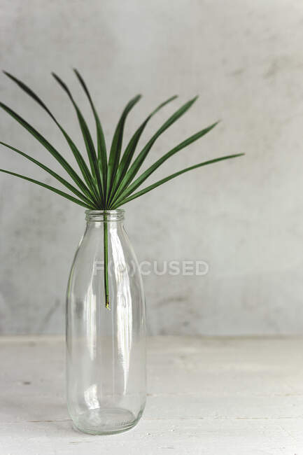 Folha de planta tropical dentro de uma garrafa. Verde, selvagem, fundo — Fotografia de Stock