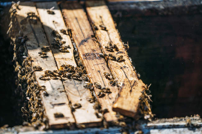 Gros plan de l'essaim d'abeilles domestiques travaillant dans la ruche — Photo de stock