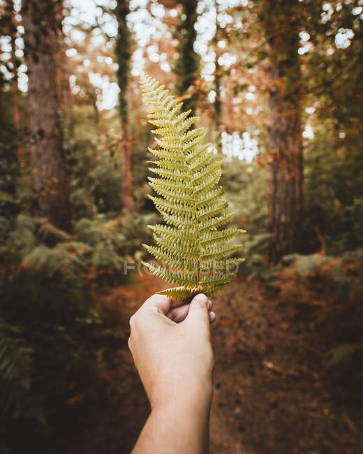Hand of unrecognizable person holding green leaf in calm forest — Stock Photo
