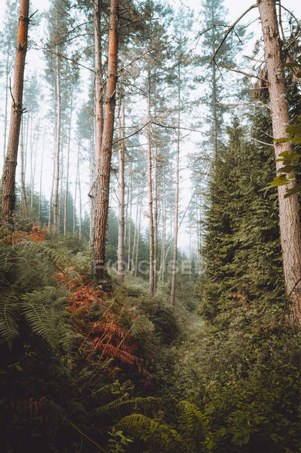 Calme forêt pittoresque verte à la lumière du jour — Photo de stock
