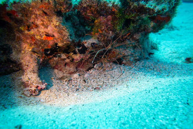 Sea spider, fuerteventura canary islands — Stock Photo