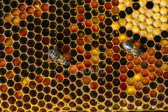 Крупный план медовых пчел, работающих над сотовыми сотами — стоковое фото