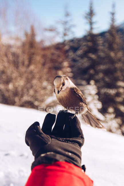 Crop hand of traveler with glove with little wild bird in nature with snow and sunlight on background, Canada — Stock Photo