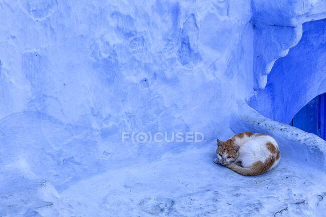 Кішка лежить на вулиці Шоуен, синьому місті Марокко. — стокове фото