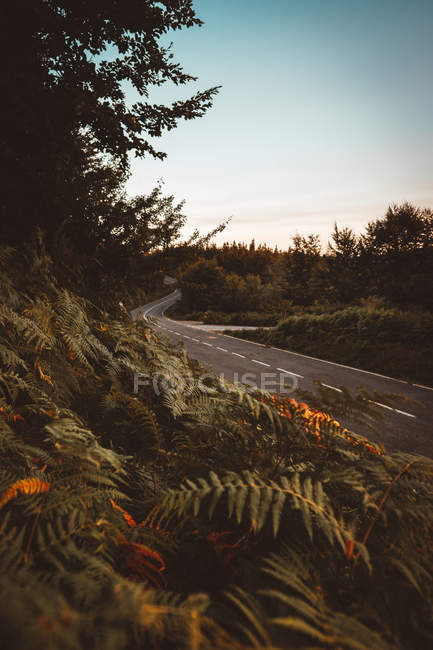 Camino rural asfalto en bosques verdes - foto de stock