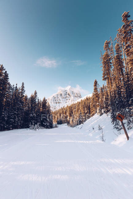 Vista de bosques de coníferas tranquilas nevadas en terreno con una gama de pintorescas montañas bajo el cielo azul - foto de stock