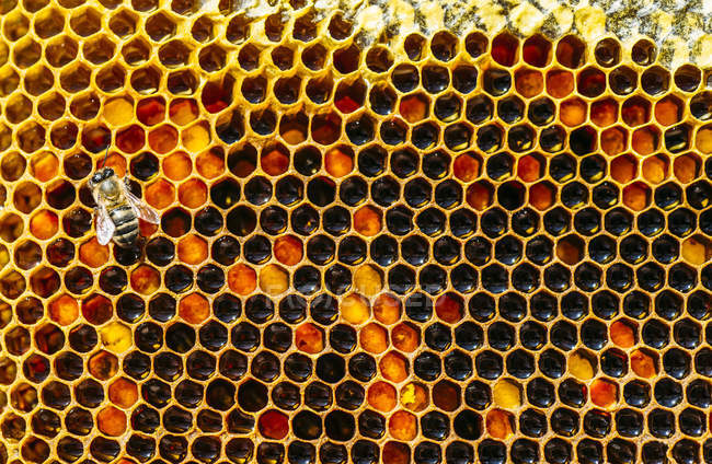 Крупный план медоносной пчелы, работающей над сотовыми сотами — стоковое фото