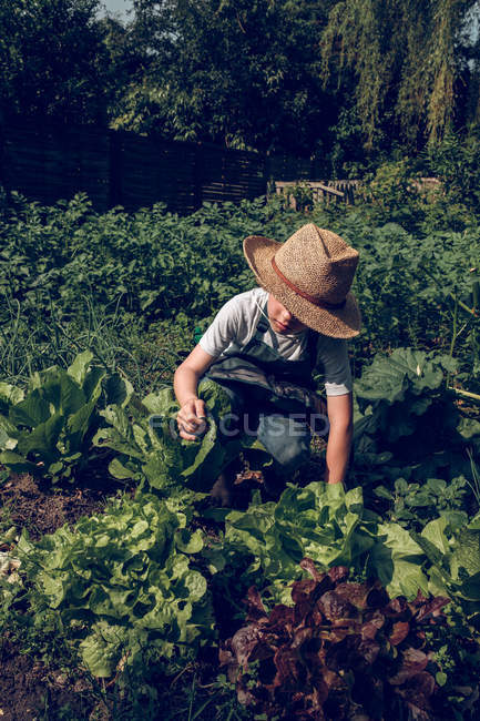 Мальчик в соломенной шляпе и фартуке работает в саду и ухаживает за овощами — стоковое фото