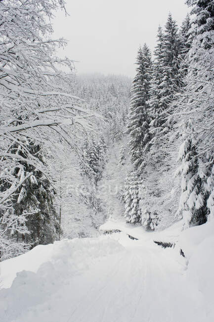Paesaggio innevato con alberi in inverno — Foto stock