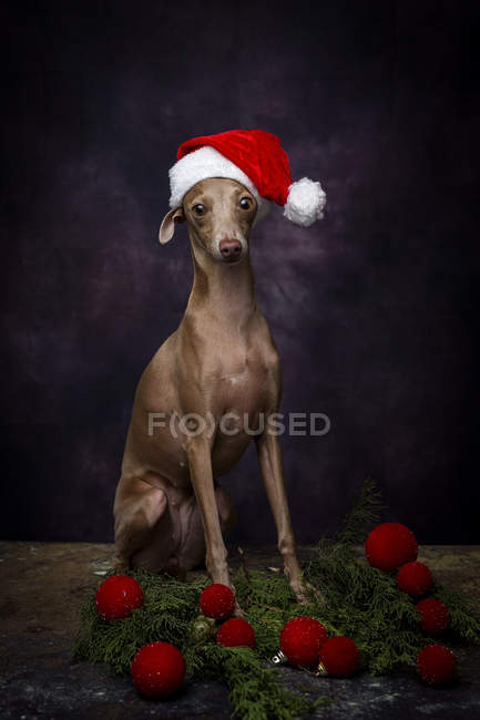 Italian greyhound Dog in Santa Claus hat on dark background with Christmas decorations — Stock Photo