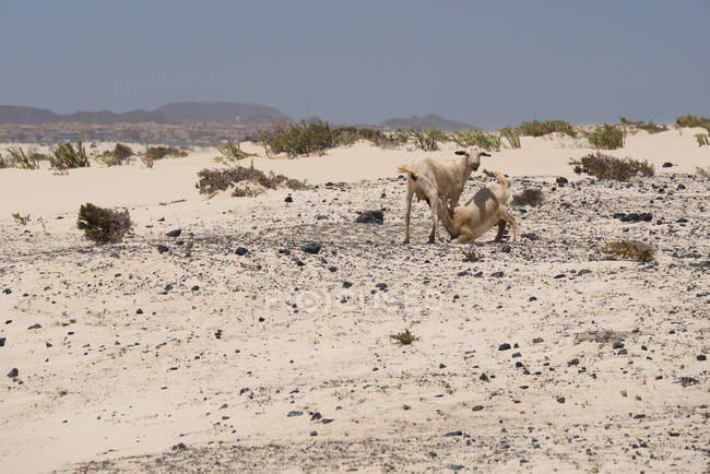 Capre al pascolo sulle colline nel deserto di Fuerteventura, Isole Canarie — Foto stock